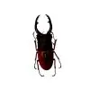The Giraffe Stag Beetle (Prosopocoilus giraffa) M - TaxidermyArtistry