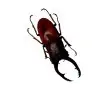 The Giraffe Stag Beetle (Prosopocoilus giraffa) M - TaxidermyArtistry