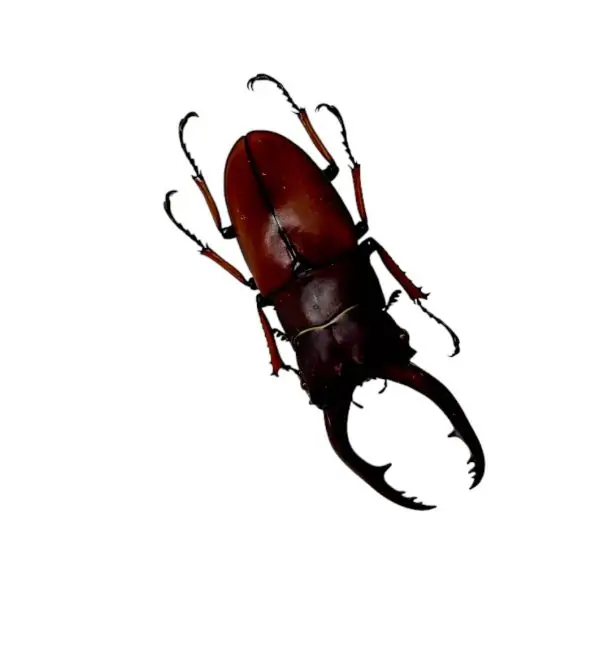 The Giraffe Stag Beetle (Prosopocoilus giraffa) M - TaxidermyArtistry