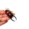 The Giraffe Stag Beetle (Prosopocoilus giraffa) M - TaxidermyArtistry
