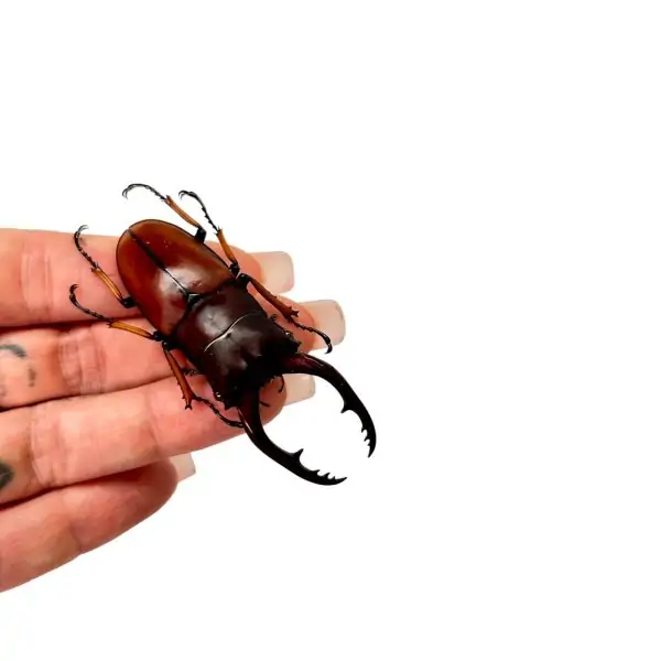 The Giraffe Stag Beetle (Prosopocoilus giraffa) M - TaxidermyArtistry