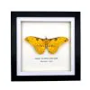 The Golden Emperor Moth Frame (Loepa diversiocellata) - TaxidermyArtistry