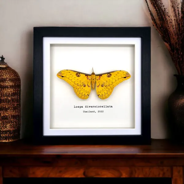 The Golden Emperor Moth Frame (Loepa diversiocellata) - TaxidermyArtistry