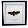 The Greater Death's Head Hawkmoth Frame (Acherontia lachesis FEMALE) - TaxidermyArtistry