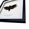 The Greater Death's Head Hawkmoth Frame (Acherontia lachesis FEMALE) - TaxidermyArtistry