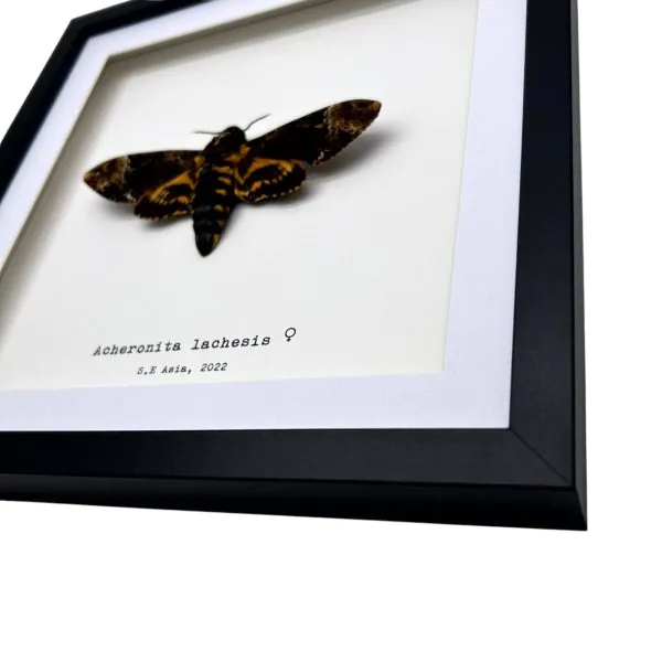 The Greater Death's Head Hawkmoth Frame (Acherontia lachesis FEMALE) - TaxidermyArtistry