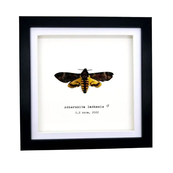 The Greater Death's Head Hawkmoth Frame (Acherontia lachesis MALE) - TaxidermyArtistry