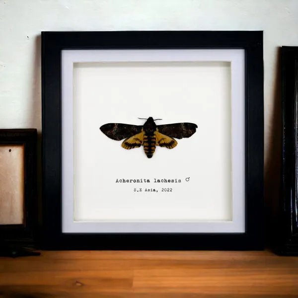 The Greater Death's Head Hawkmoth Frame (Acherontia lachesis MALE) - TaxidermyArtistry