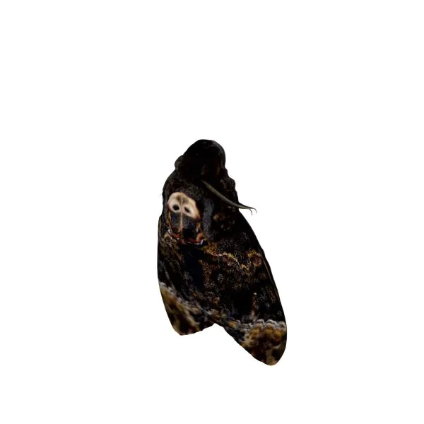 The Greater Death's Head Hawkmoth or Bee Robber (Acherontia lachesis) (M) - TaxidermyArtistry