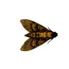 The Greater Death's Head Hawkmoth or Bee Robber (Acherontia lachesis) (M) - TaxidermyArtistry