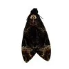 The Greater Death's Head Hawkmoth or Bee Robber (Acherontia lachesis) (M) - TaxidermyArtistry