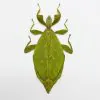 The Hausleithner's Stick Leaf Insect (Phyllium hausleithneri) - TaxidermyArtistry