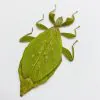 The Hausleithner's Stick Leaf Insect (Phyllium hausleithneri) - TaxidermyArtistry