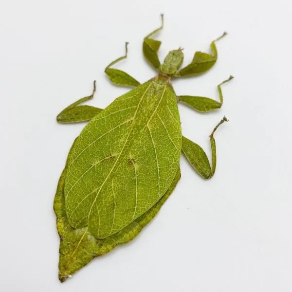 The Hausleithner's Stick Leaf Insect (Phyllium hausleithneri) - TaxidermyArtistry