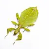 The Hausleithner's Stick Leaf Insect (Phyllium hausleithneri) - TaxidermyArtistry