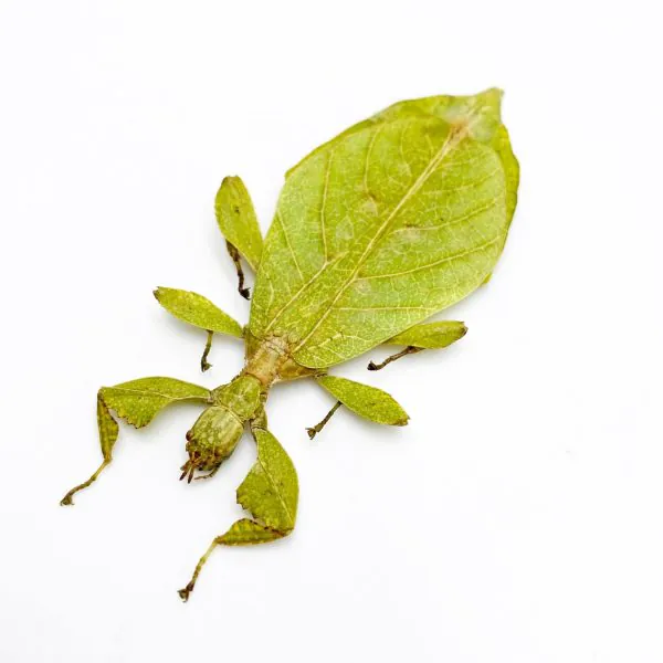 The Hausleithner's Stick Leaf Insect (Phyllium hausleithneri) - TaxidermyArtistry