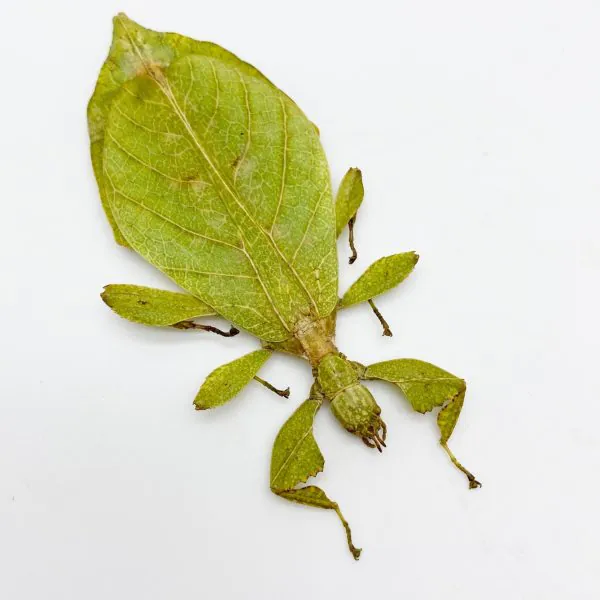 The Hausleithner's Stick Leaf Insect (Phyllium hausleithneri) - TaxidermyArtistry