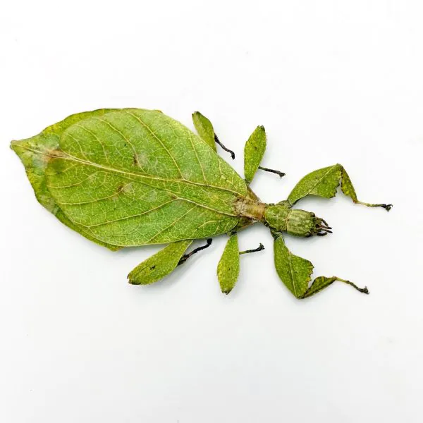 The Hausleithner's Stick Leaf Insect (Phyllium hausleithneri) - TaxidermyArtistry