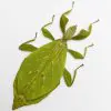 The Hausleithner's Stick Leaf Insect (Phyllium hausleithneri) - TaxidermyArtistry