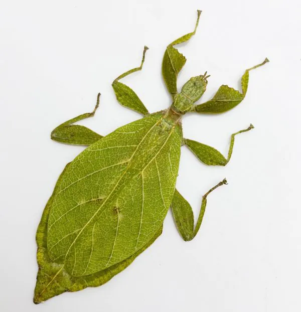 The Hausleithner's Stick Leaf Insect (Phyllium hausleithneri) - TaxidermyArtistry