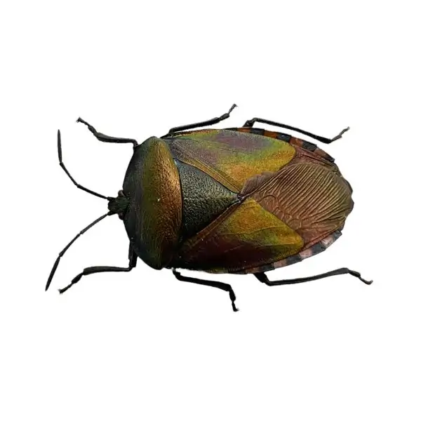 The Khayu Shield Bug (Pycanum oculatum) Insect - TaxidermyArtistry