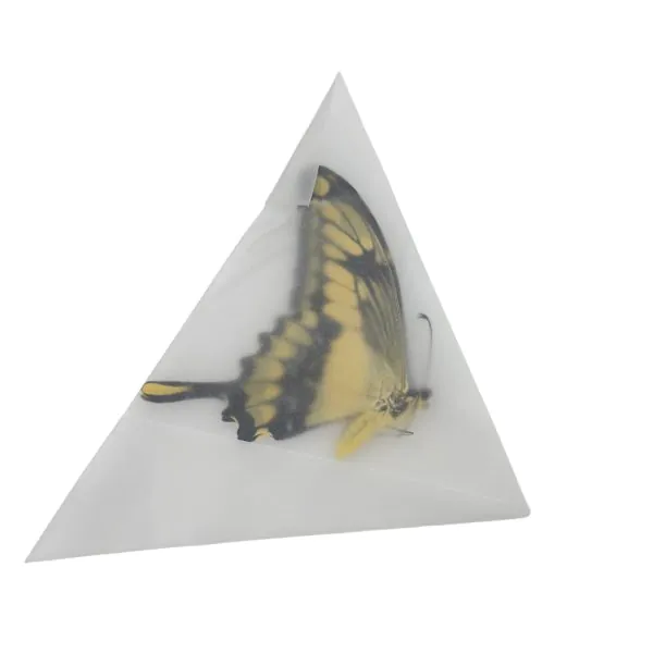 The King Swallowtail Butterfly (Papilio thoas) - TaxidermyArtistry