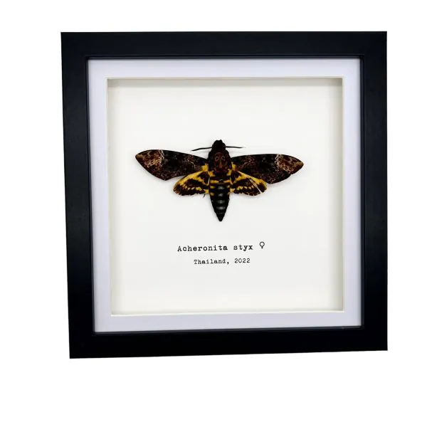 The Lesser Death's Head Hawkmoth Frame (Acherontia styx FEMALE) - TaxidermyArtistry