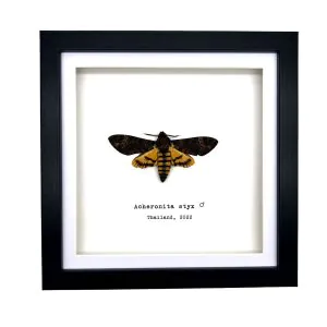 Deaths on sale Head Hawk Moth Silence of the Lambs in Box Frame (Acherontia styx)