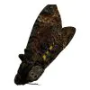 The Lesser Death's Head Hawkmoth or Bee Robber (Acherontia styx) (F) - TaxidermyArtistry