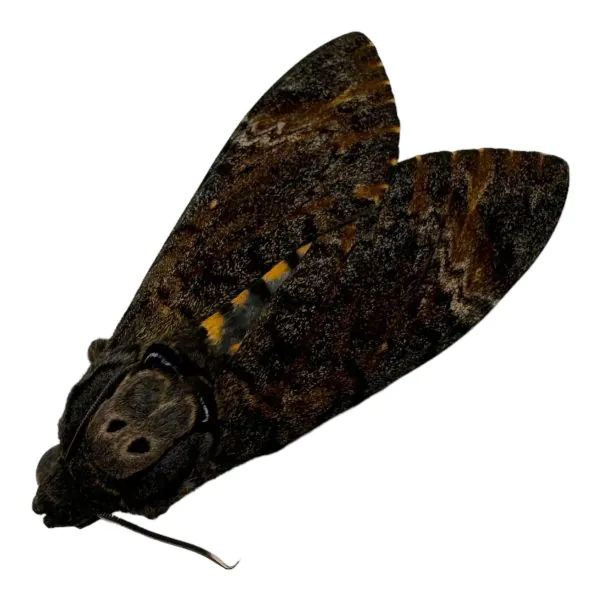 The Lesser Death's Head Hawkmoth or Bee Robber (Acherontia styx) (F) - TaxidermyArtistry