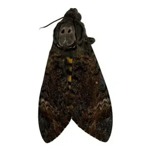 The Lesser Death's Head Hawkmoth or Bee Robber (Acherontia styx) (F) - TaxidermyArtistry