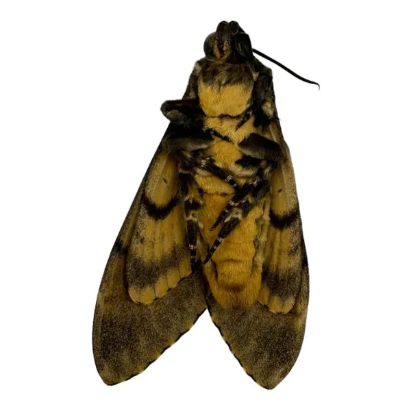 The Lesser Death's Head Hawkmoth or Bee Robber (Acherontia styx) (F) - TaxidermyArtistry