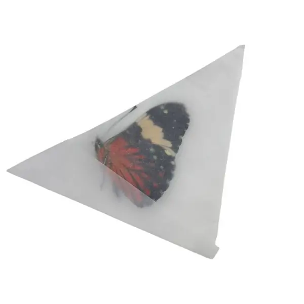 The Red Cracker Butterfly (Hamadryas amphinome) - TaxidermyArtistry