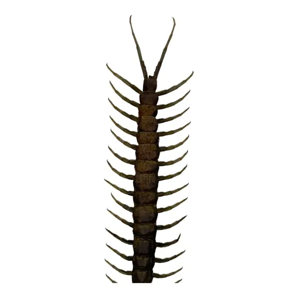 The Vietnamese Jungle orange-legged Centipede (scolopendra subspinipes) - TaxidermyArtistry