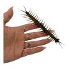 The Vietnamese Jungle orange-legged Centipede (scolopendra subspinipes) - TaxidermyArtistry