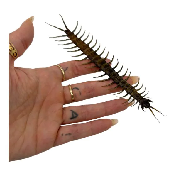 The Vietnamese Jungle orange-legged Centipede (scolopendra subspinipes) - TaxidermyArtistry