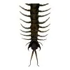 The Vietnamese Jungle orange-legged Centipede (scolopendra subspinipes) - TaxidermyArtistry