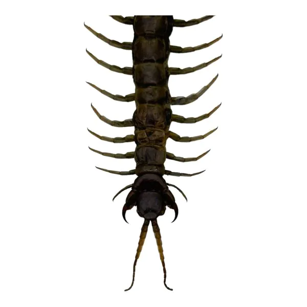 The Vietnamese Jungle orange-legged Centipede (scolopendra subspinipes) - TaxidermyArtistry