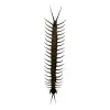 The Vietnamese Jungle orange-legged Centipede (scolopendra subspinipes) - TaxidermyArtistry