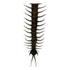 The Vietnamese Jungle orange-legged Centipede (scolopendra subspinipes) - TaxidermyArtistry