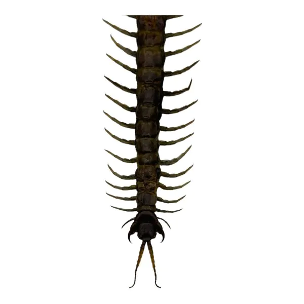 The Vietnamese Jungle orange-legged Centipede (scolopendra subspinipes) - TaxidermyArtistry