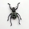 The Weevil Beetle (pachyrrhynchus phaelaratus) - TaxidermyArtistry