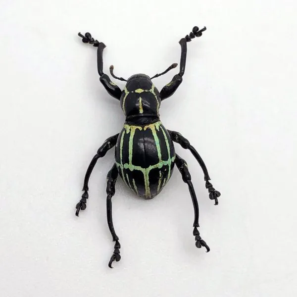 The Weevil Beetle (pachyrrhynchus phaelaratus) - TaxidermyArtistry