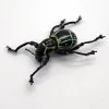 The Weevil Beetle (pachyrrhynchus phaelaratus) - TaxidermyArtistry