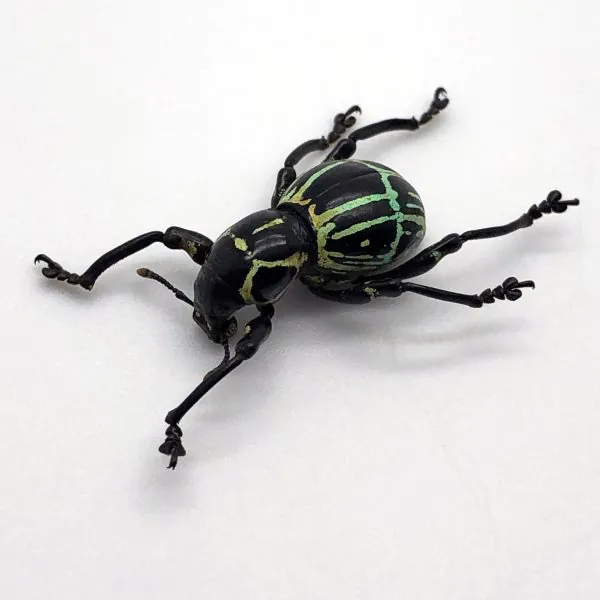 The Weevil Beetle (pachyrrhynchus phaelaratus) - TaxidermyArtistry