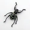 The Weevil Beetle (pachyrrhynchus phaelaratus) - TaxidermyArtistry