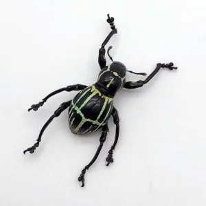 The Weevil Beetle (pachyrrhynchus phaelaratus) - TaxidermyArtistry