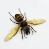 The Yellow-vented Hornet (Vespa analis analis) - TaxidermyArtistry