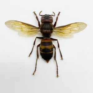 The Yellow-vented Hornet (Vespa analis analis) - TaxidermyArtistry