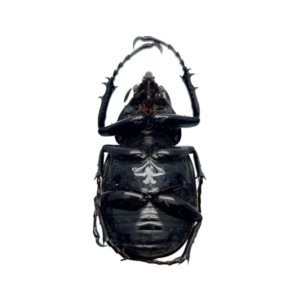 Three Horned Rhinoceros Beetle (Chalcosoma caucasus janssensi) - TaxidermyArtistry